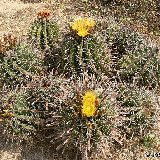 Ferocactus herrerae (ex horridus) Sonora, Mexico available 8.5cm, 10.5-11cm and 12-14cm Ø